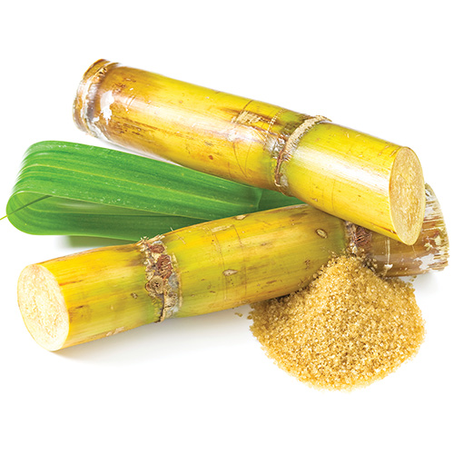 Sugar Cane Cover Image